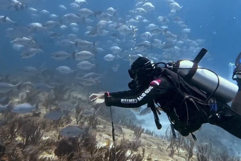 Advanced Open Water Course Playa del Carmen