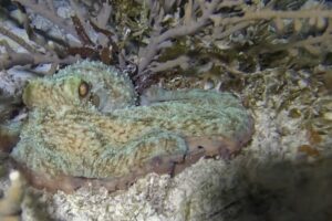 Advanced Open Water Course Playa del Carmen