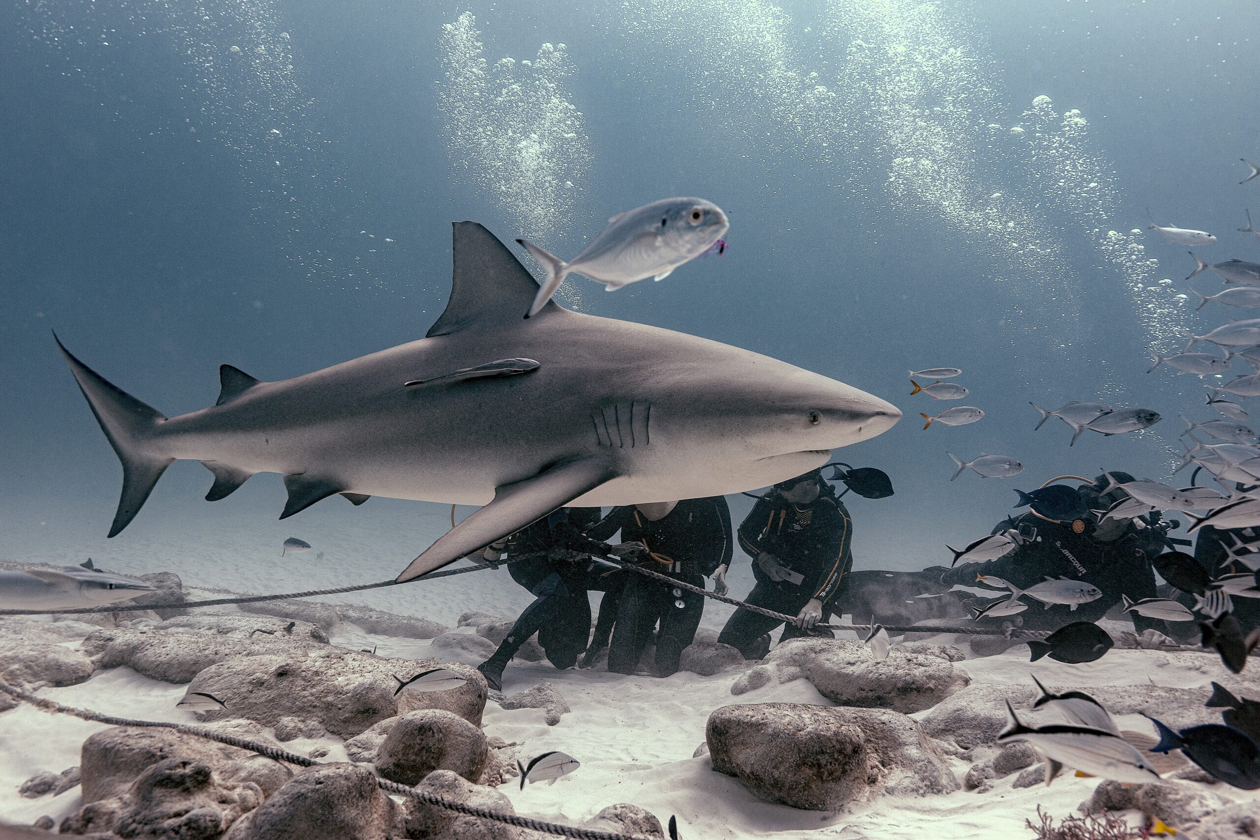 Bull Shark Feeding Playa del Carmen