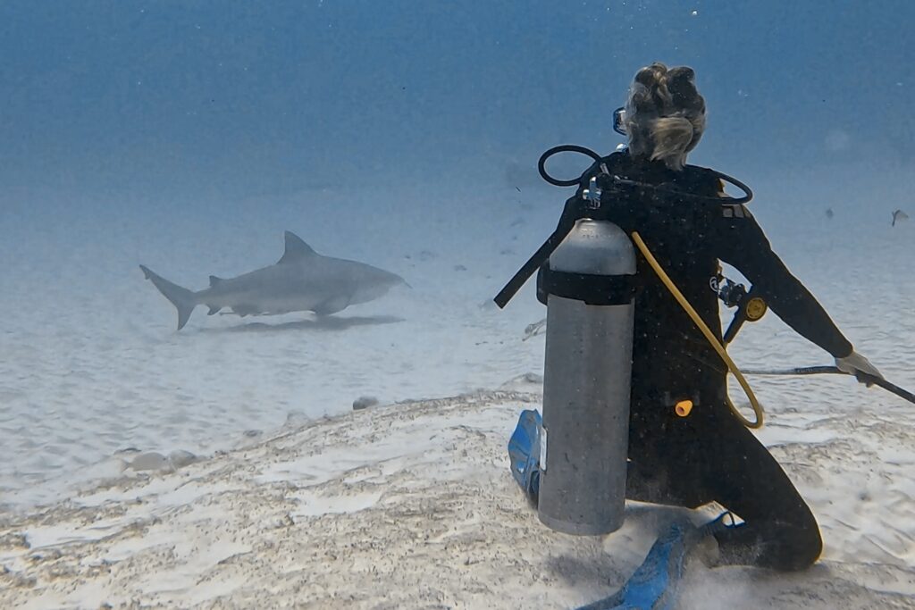 Bull Shark Diving Playa del Carmen