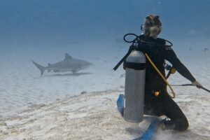 Bull Shark Diving Playa del Carmen