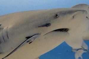Bull Shark Diving Playa del Carmen