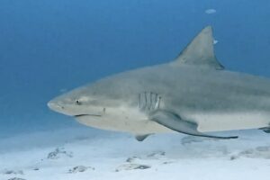 Shark Diving Playa del Carmen