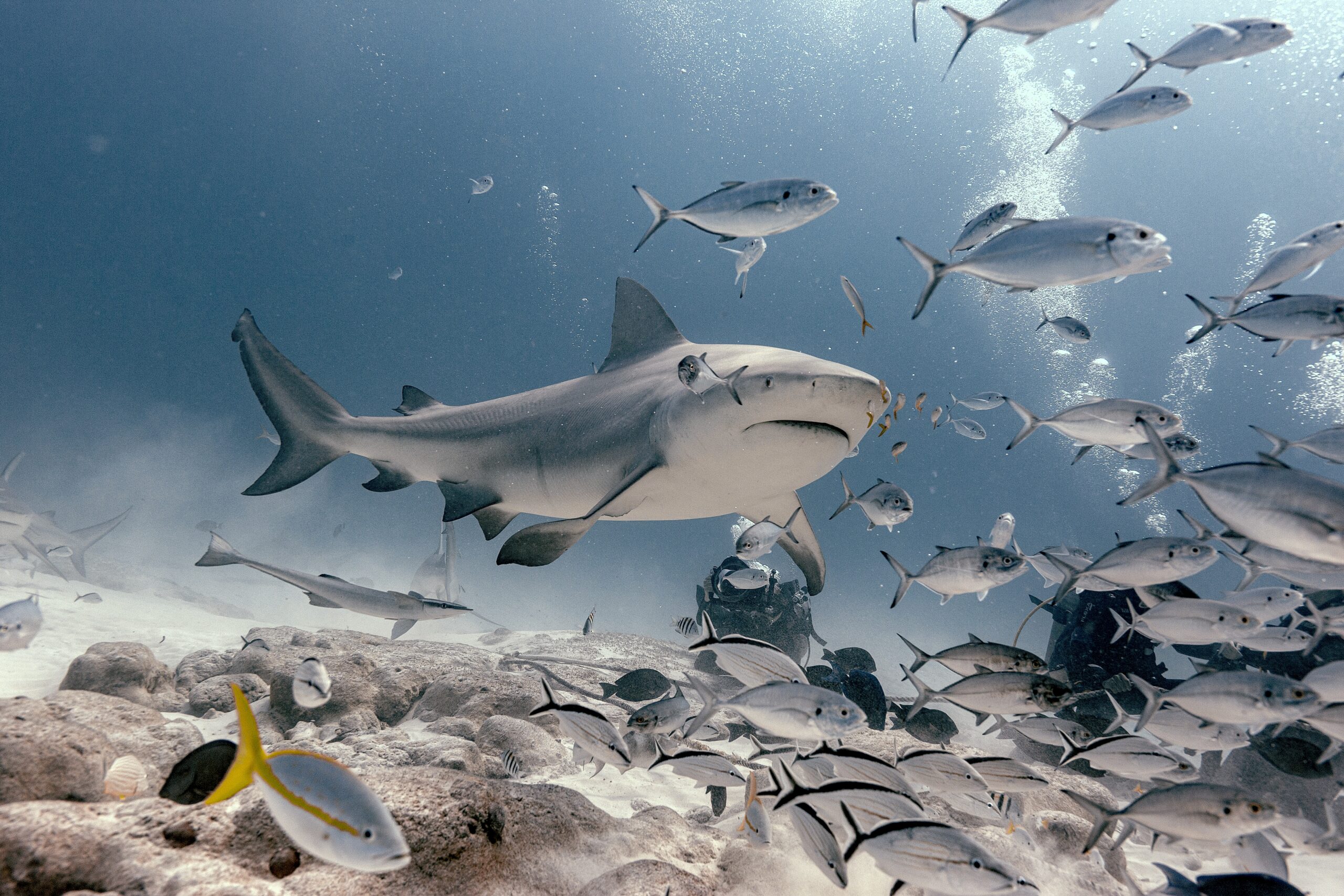 Bull Shark Feeding Playa del Carmen