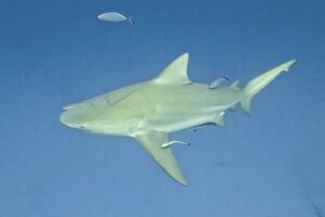 Shark Diving Playa del Carmen