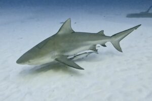 Shark Diving Playa del Carmen