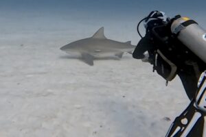 Shark Diving Playa del Carmen