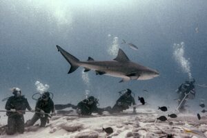 Bull Shark Feeding Playa del Carmen