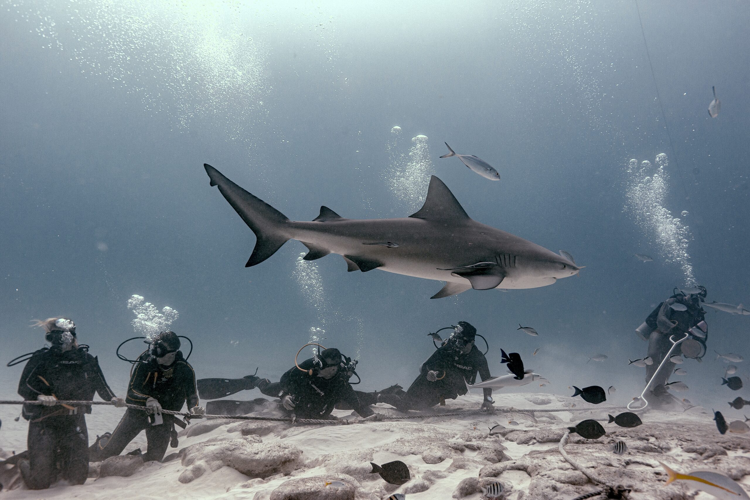 Bull Shark Feeding Playa del Carmen