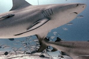 Bull Shark Feeding Playa del Carmen