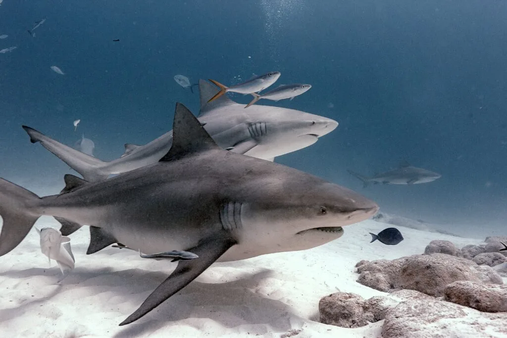Alimentation des requins bouledogue Playa del Carmen