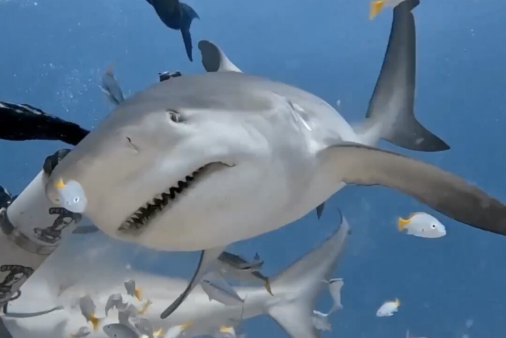Bull Shark Feeding Playa del Carmen