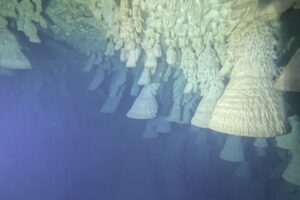 Diving Cenote Zapote