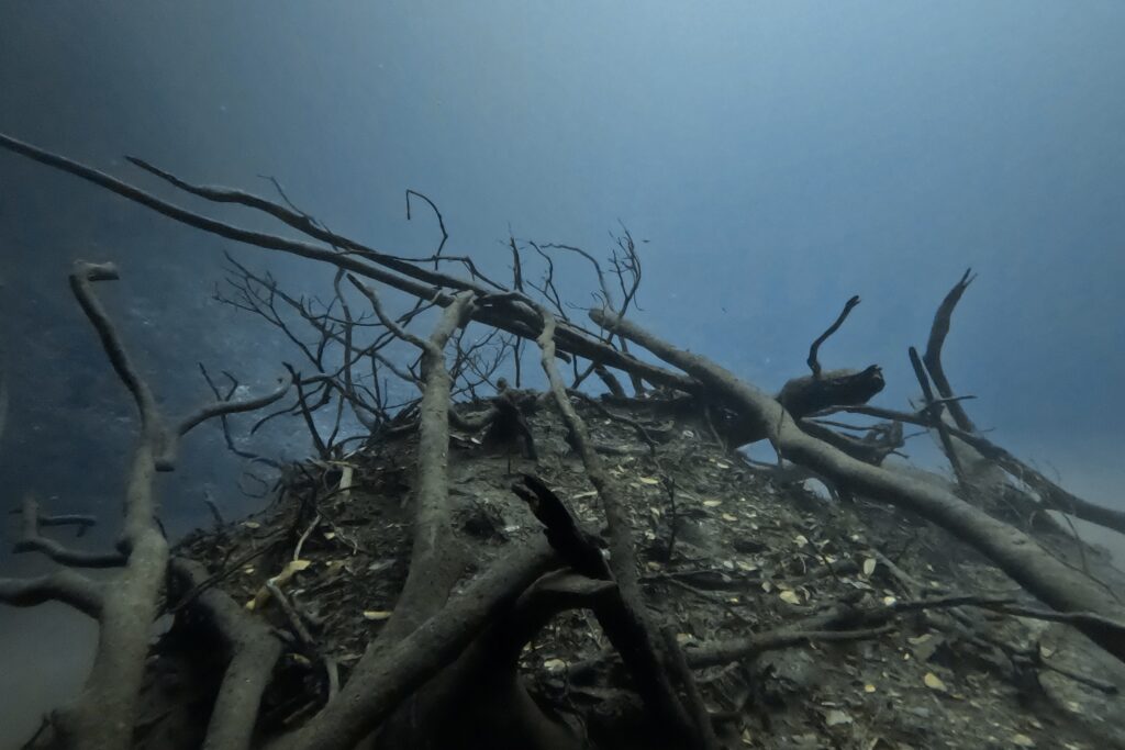 Diving Cenote Angelita