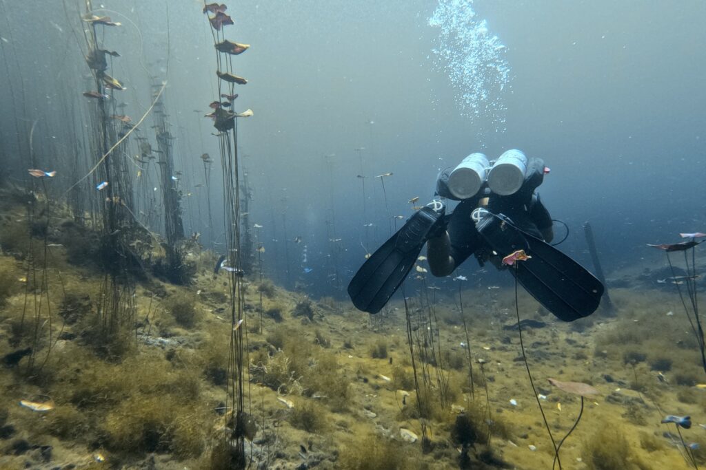 Diving Cenote Car Wash