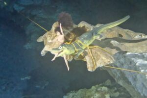 Diving Cenote Dos Ojos