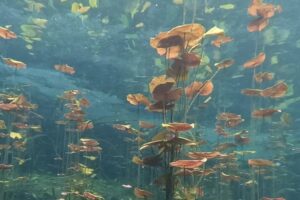 Diving Cenote Car Wash