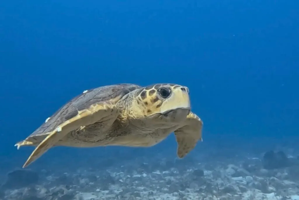 PADI Deep Diver