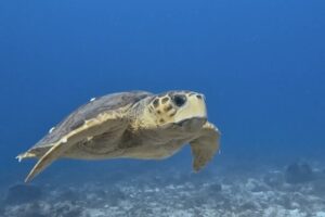PADI Deep Diver