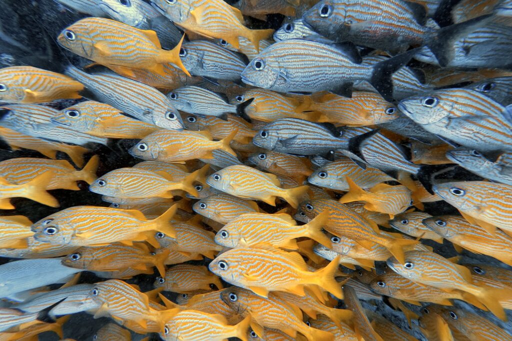 Discovery Scuba Playa del Carmen