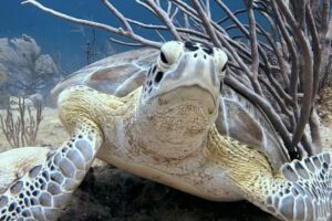 Discovery Scuba Playa del Carmen