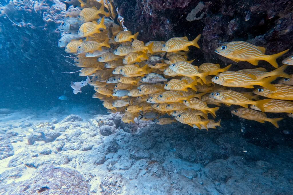 探索水肺 Playa del Carmen