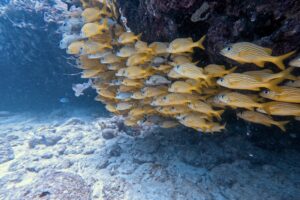 Discovery Scuba Playa del Carmen