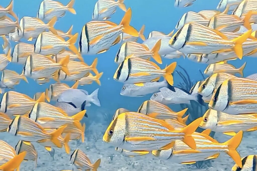 Discovery Scuba Playa del Carmen