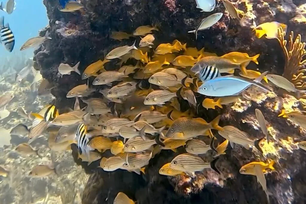 探索水肺 Playa del Carmen
