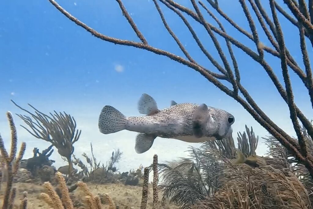 Discovery Scuba Playa del Carmen