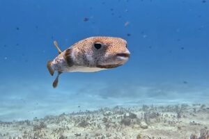 Discovery Scuba Playa del Carmen