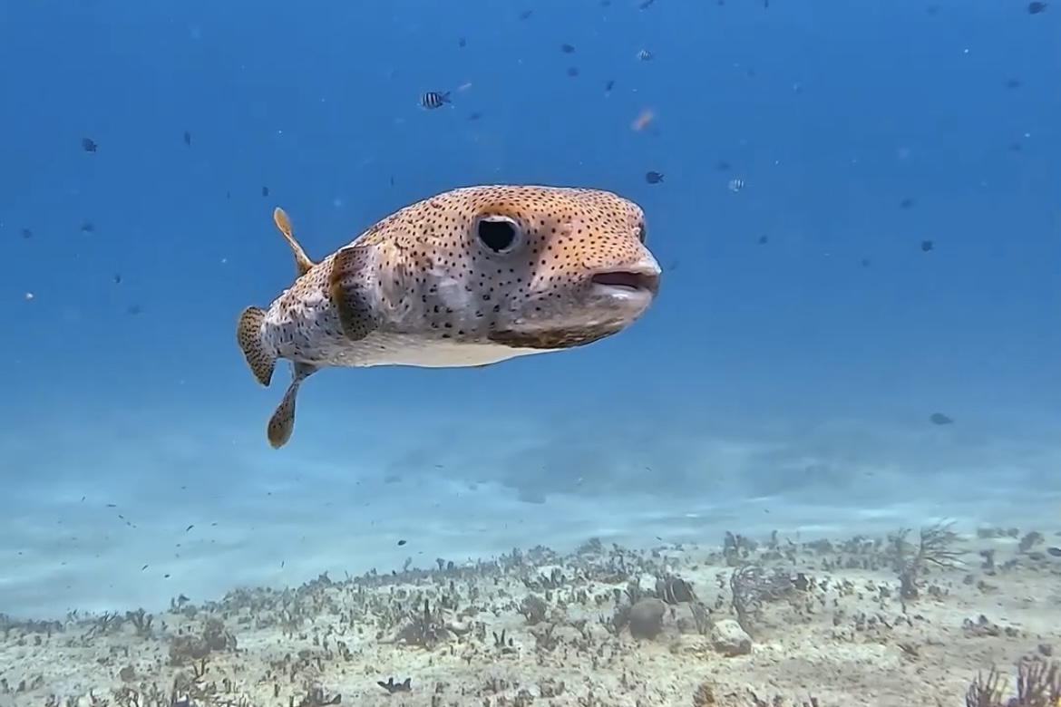 Discovery Scuba Playa del Carmen