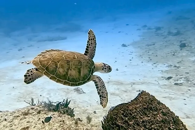 メキシコでMaster Scuba Diverを目指す