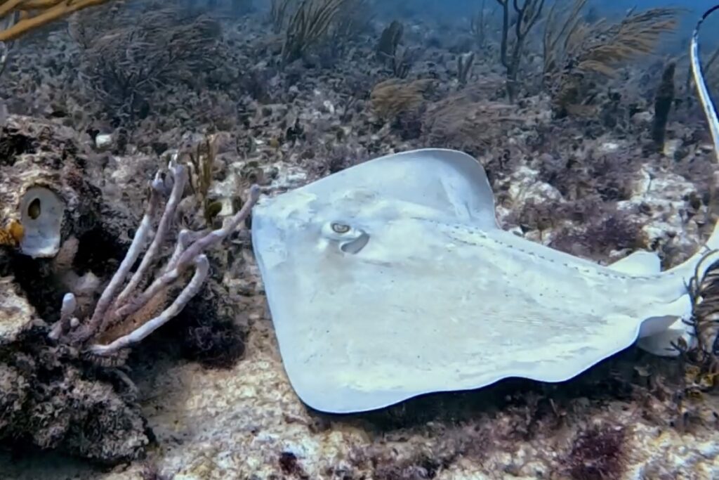 Discovery Scuba Playa del Carmen