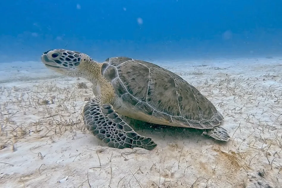 探索水肺 Playa del Carmen