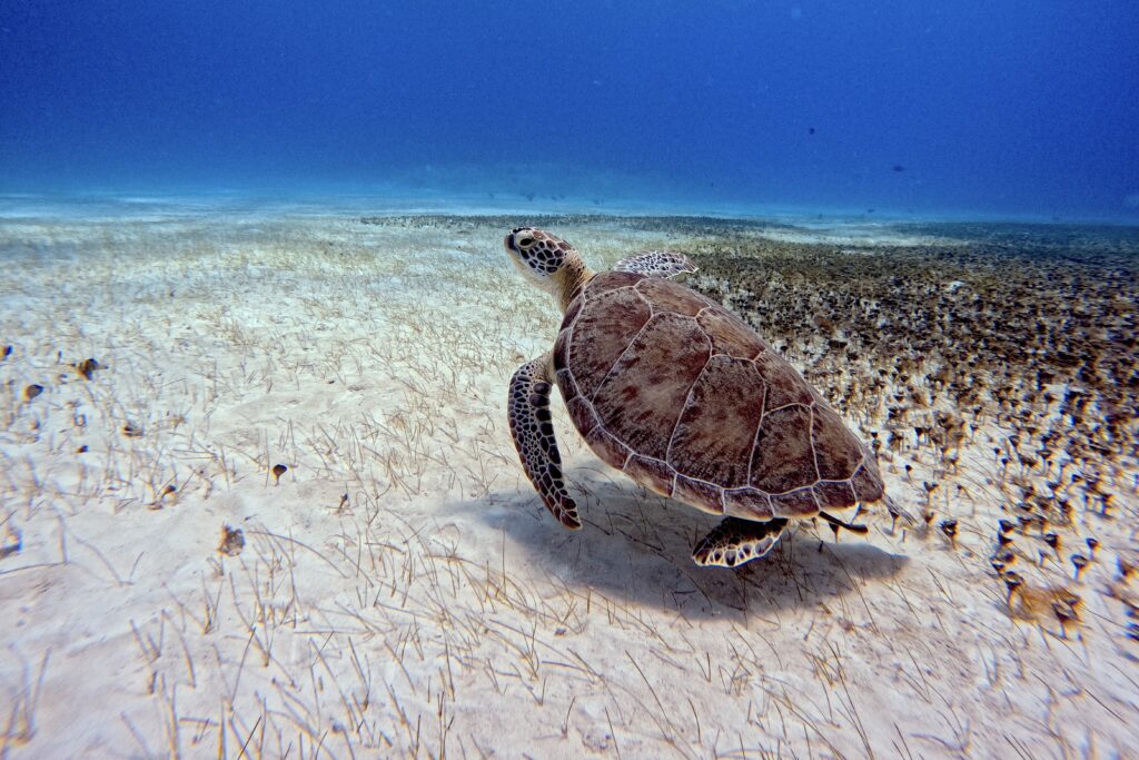 Dive Master Playa del Carmen