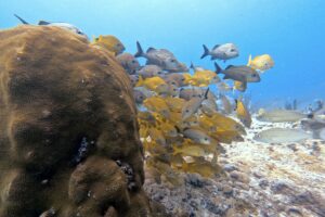 Dive Master Playa del Carmen