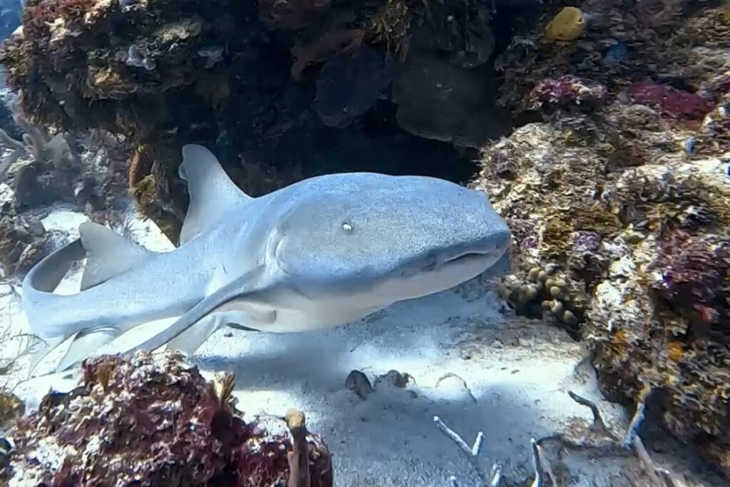 Cozumel 水肺潛水