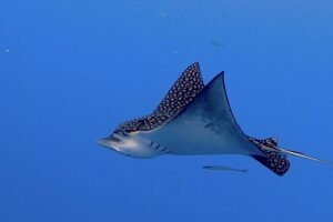 Scuba Diving Cozumel
