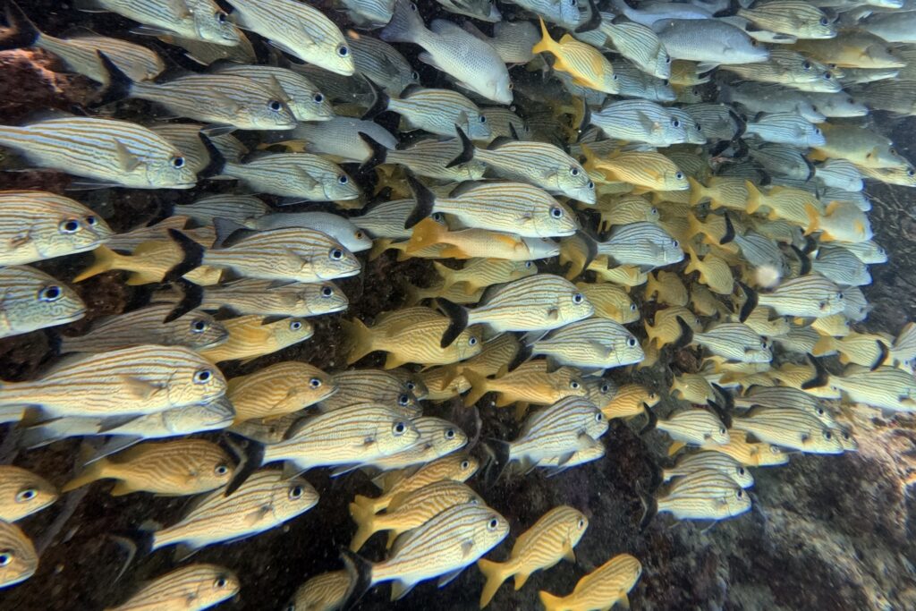 Cozumel 水肺潛水