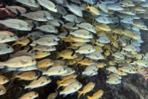 Scuba Diving Cozumel