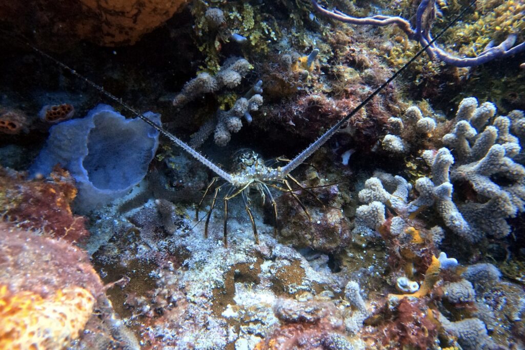 Cozumel 水肺潛水