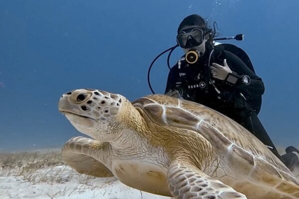 Diving Playa del Carmen