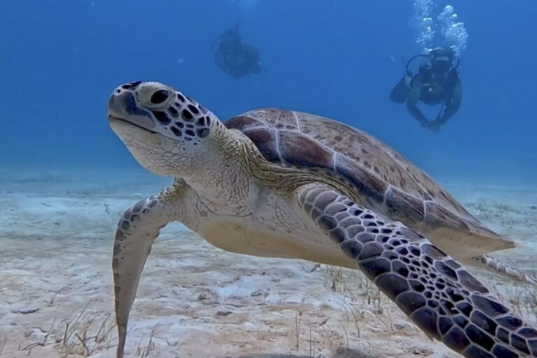 Diving Playa del Carmen
