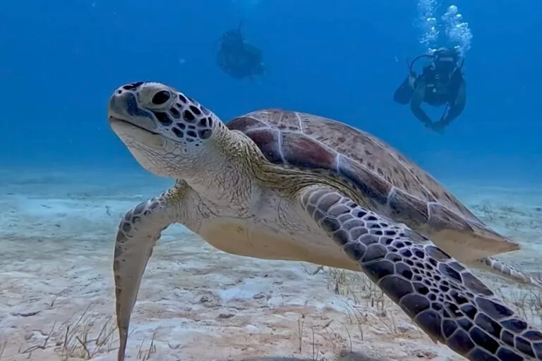 2-Tank Reef Diving