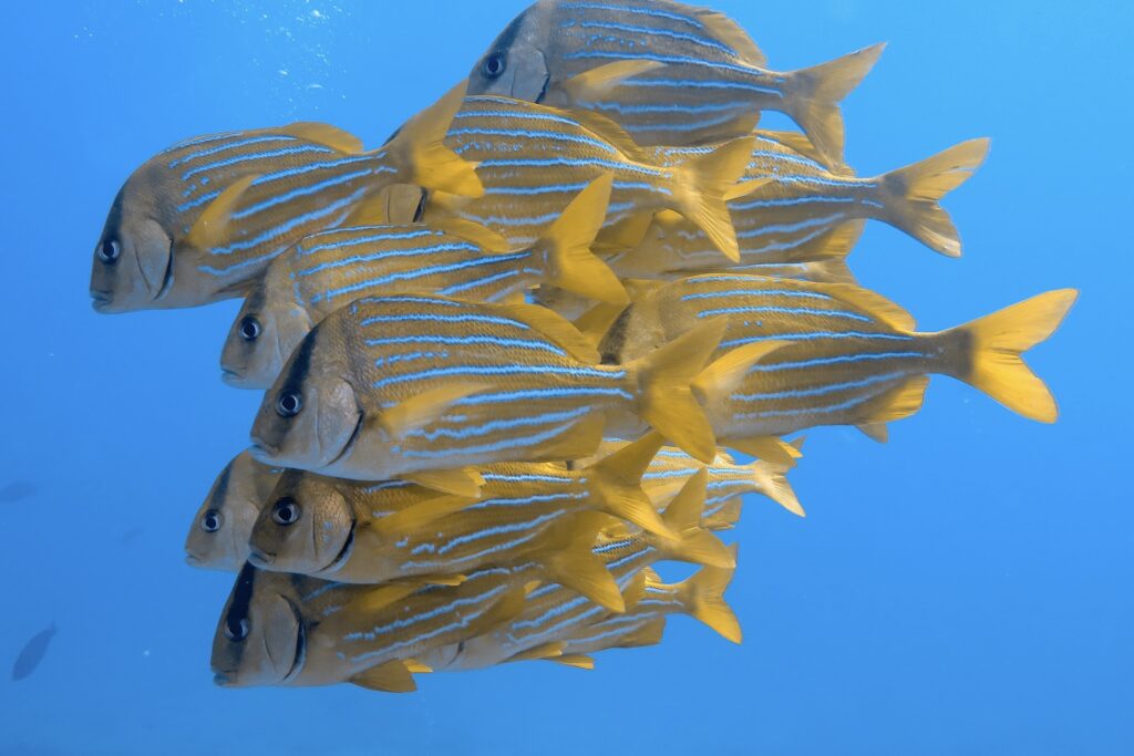 Diving Playa del Carmen