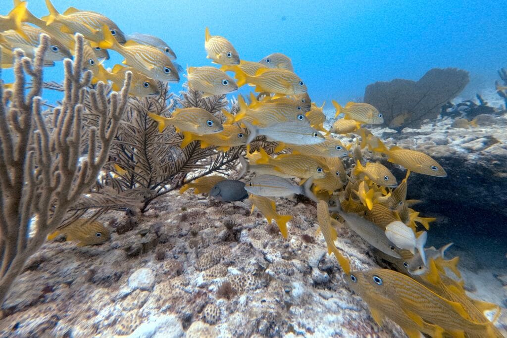Reef Diving Playa del Carmen