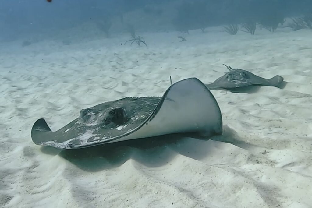 Diving Playa del Carmen