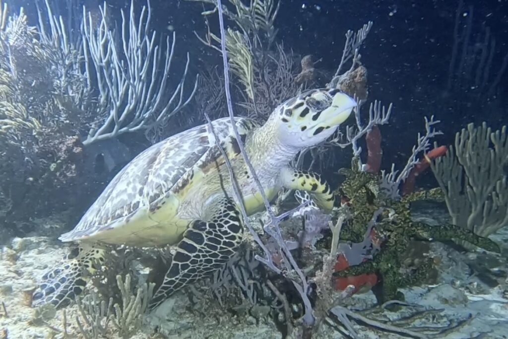 Night Dive Playa del Carmen