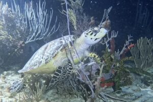 Night Dive Playa del Carmen